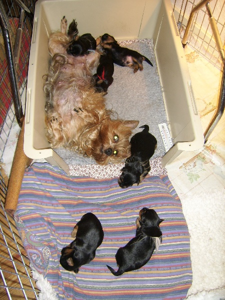 of Jadugo - Australian Silky Terrier - Portée née le 01/09/2009