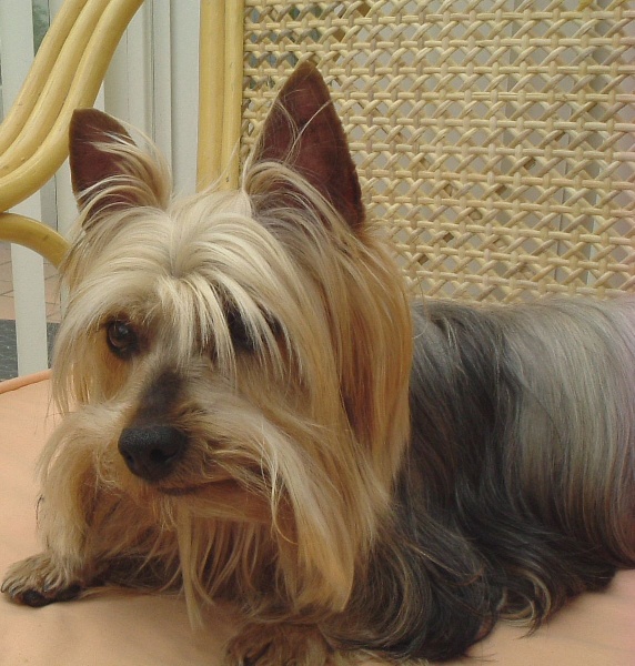 Janice-jane of Jadugo